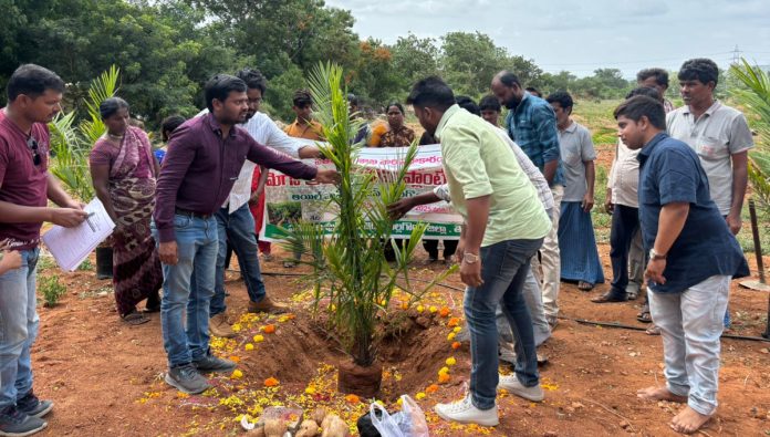 Double income with oil farm cultivation