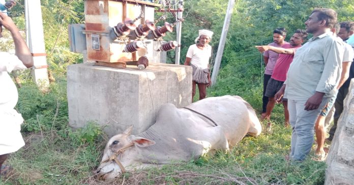 Bull dies of electrocution