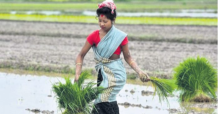 Agriculture contributes to GDP