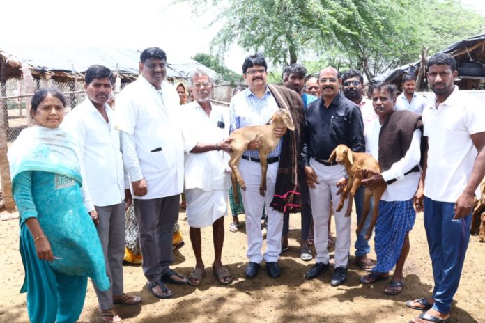 Animals must be vaccinated: Collector