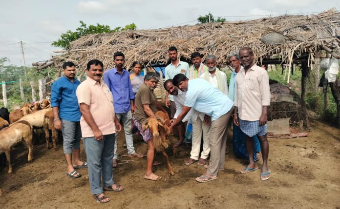 Bluetongue vaccinations distributed in Chandupattu.