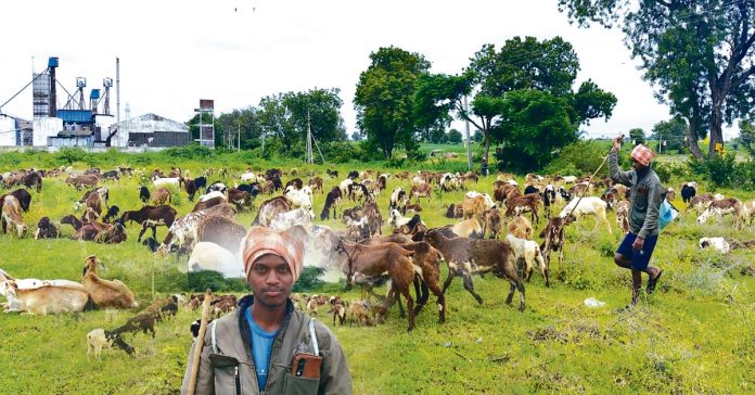 Shepherds