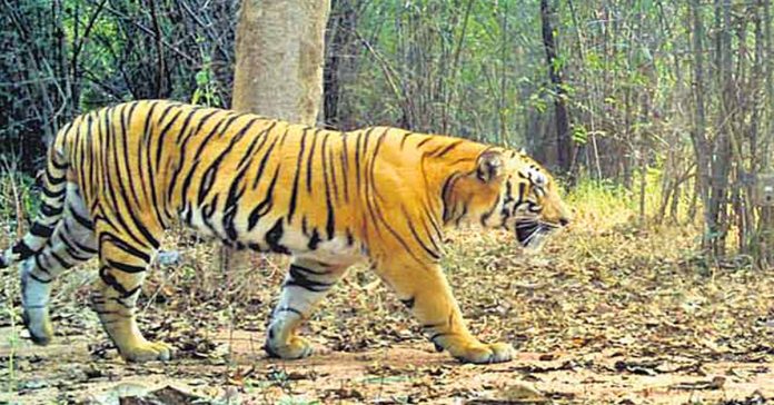 Large tiger roaming in Rama Reddy mandal