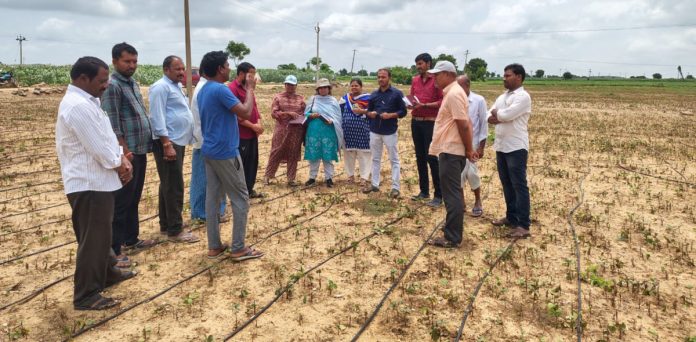 Scientists examine soybeans dried up by herbicide