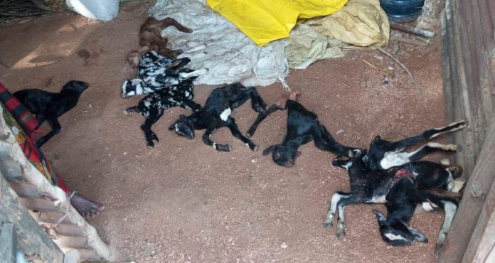 8 baby goats killed in dog attack