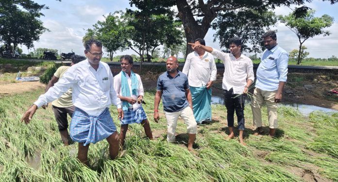 Agricultural officials inspect crop damage