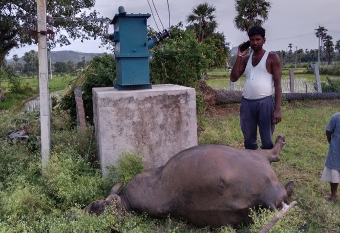 Buffalo dies from electric shock