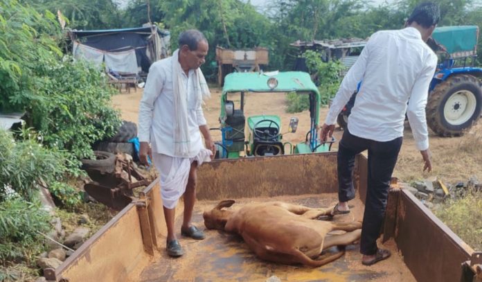 Cattle deaths continue unabated in Nagalgaon