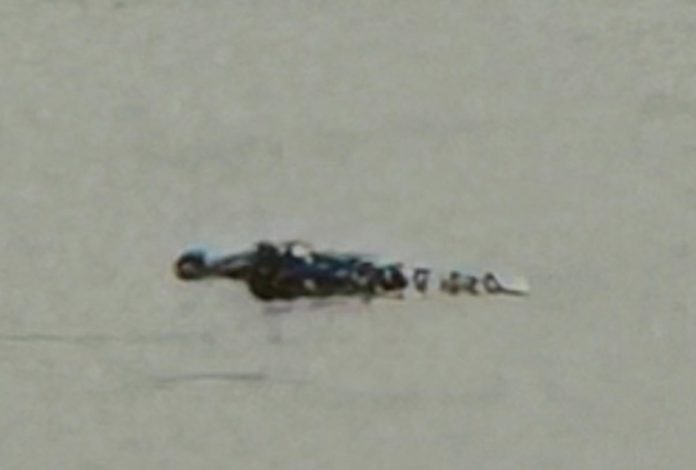 Crocodile trouble in Uplur black pond