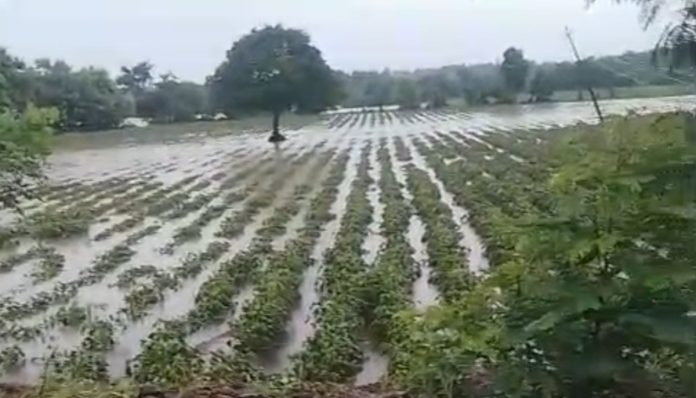 Heavy crop damage due to rain in Sopore..