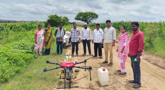 Spraying corn and sorghum using drones.