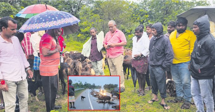 గొర్రెలపైకి దూసుకొచ్చిన వాహనం