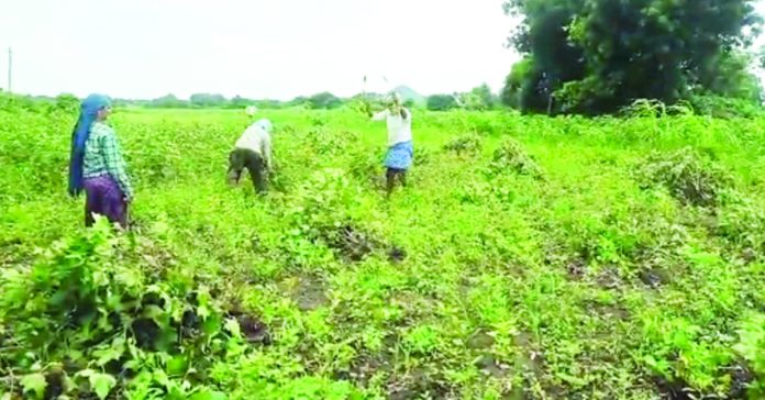 యూరియా దొరకడం లేదని పత్తి చేను పీకేసిన రైతు