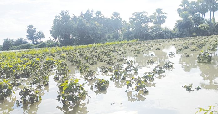 వేల ఎకరాల్లో నీట మునిగిన పంటలు