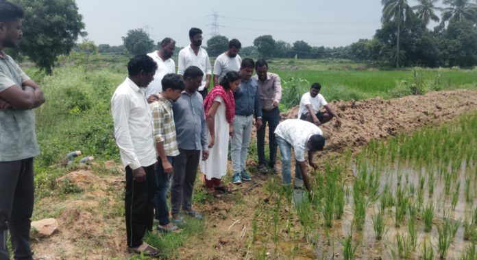 Wet-dry method should be followed to save irrigation water
