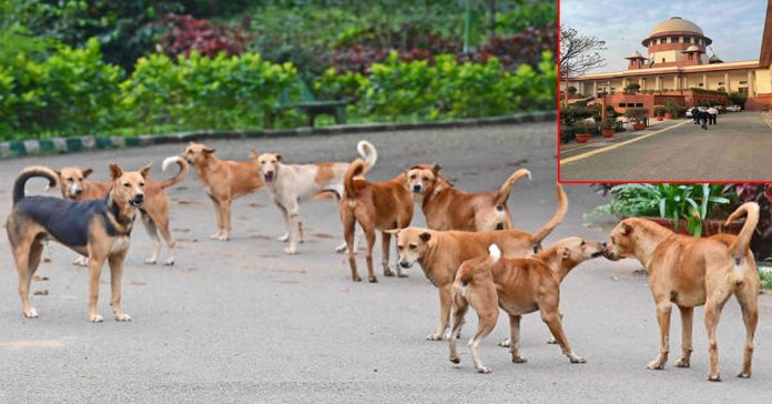 dogs sup