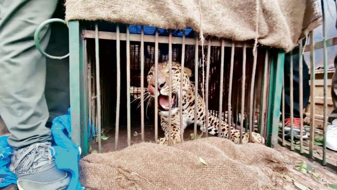 Trapped leopard