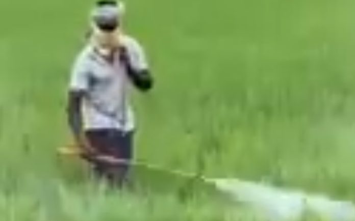 A stray grasshopper.?