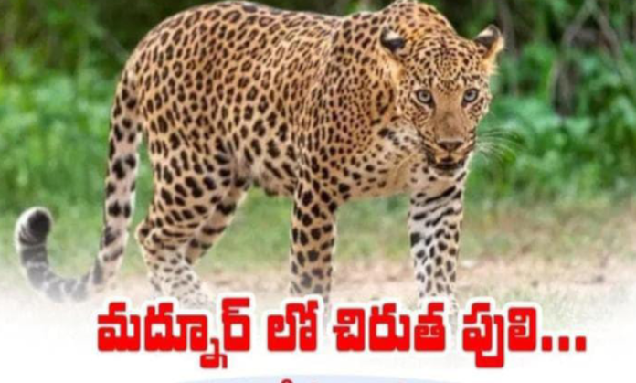 A tiger roaming in Madnur?