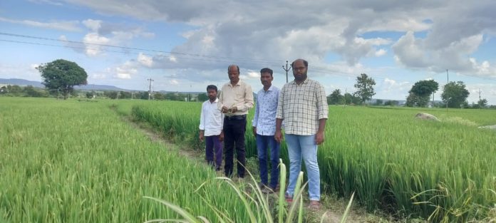 AO inspects rice fields