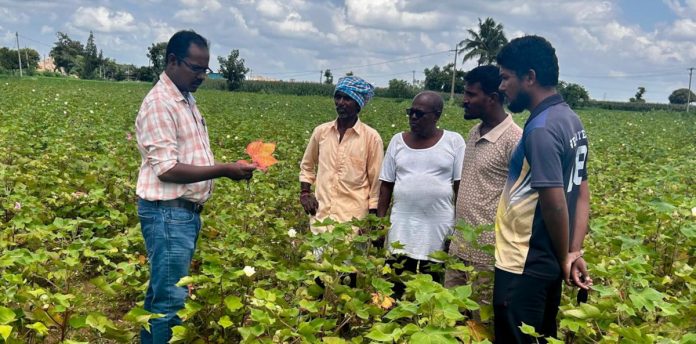 Crop protection measures should be taken in cotton crop.
