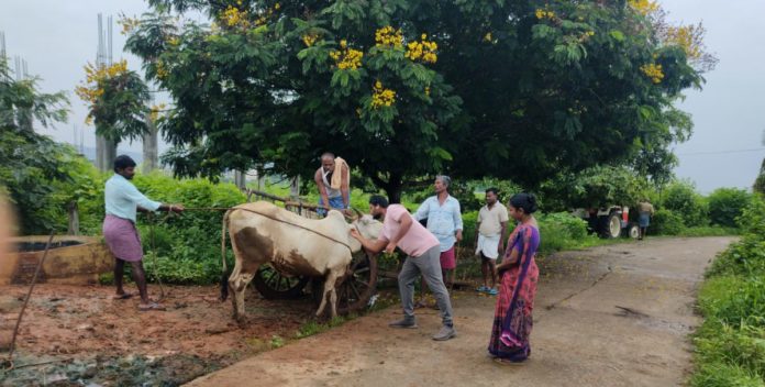 Farmers should not ignore livestock diseases