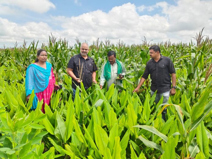 Agricultural officials inspected the crop fields