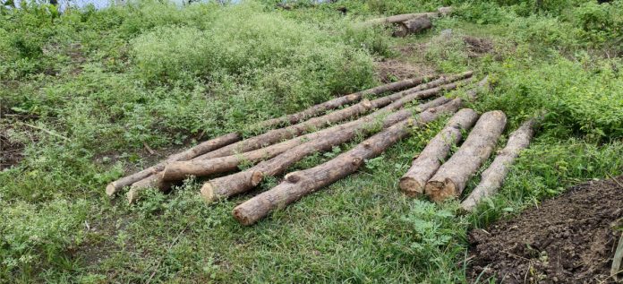 Illegal storage of teak logs in cattle shed