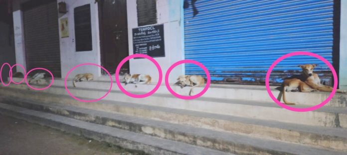 People are fed up with the dogs barking.