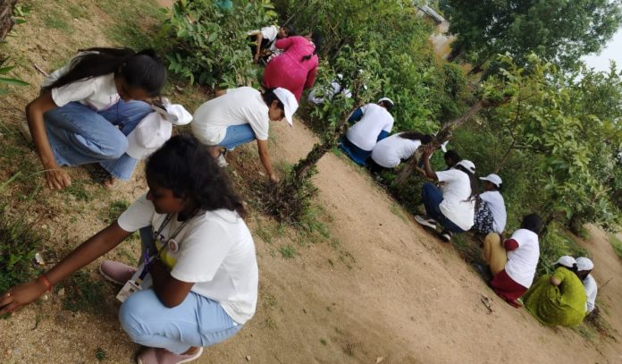 Removal of unwanted plants under the auspices of NSS