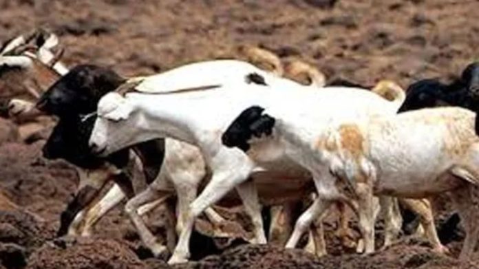 18 goats stolen near Namila.. 18 goats stolen near Namila..