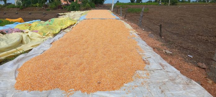 Actions to be taken if grain is dried on roads
