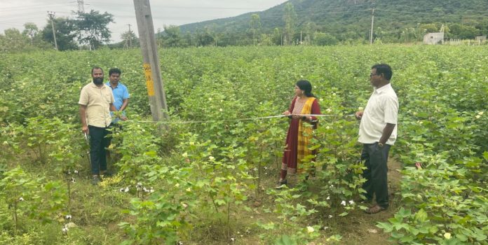 Agricultural officials inspect rice and cotton crops Agricultural officials inspect rice and cotton crops