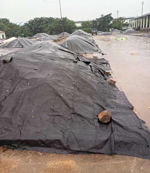 Grain soaked by the incessant rain Grain soaked by the incessant rain