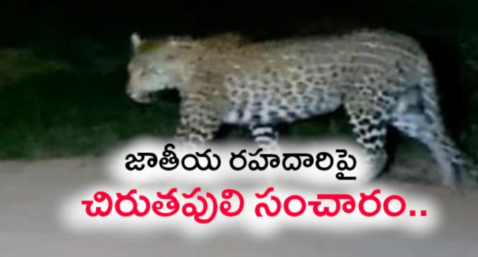 Leopard roaming on the national highway.. Leopard roaming on the national highway..