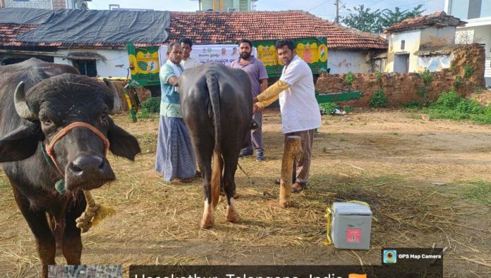 Livestock must be vaccinated. Livestock must be vaccinated.