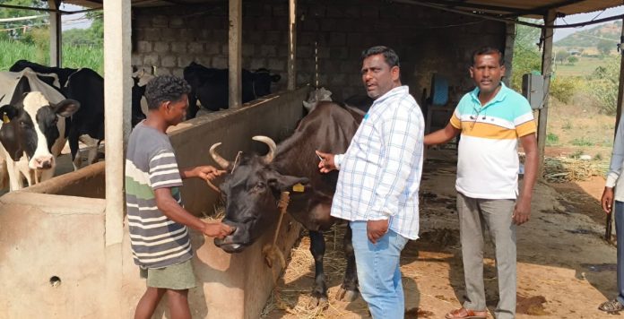 Livestock vaccinations against rabies