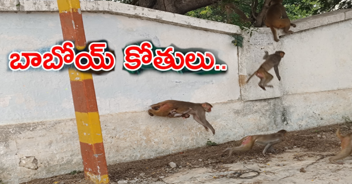Oh boy.. monkeys..