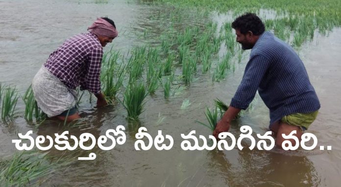 Paddy submerged in water in Chalakurthi.. Paddy submerged in water in Chalakurthi..