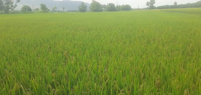 Rain for farmers!