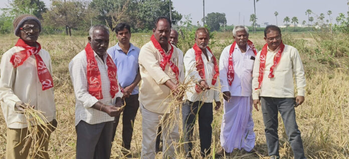పందుల గుంపు స్వైర విహారంతో వరిపంటకు నష్టం