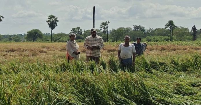 పంట నష్టం వివరాలను త్వరితగతిన పూర్తి చేయాలి