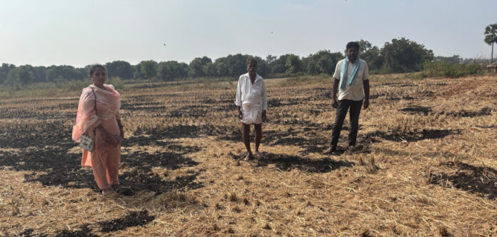 Dont burn rice crop residues: AEO Sangeetha