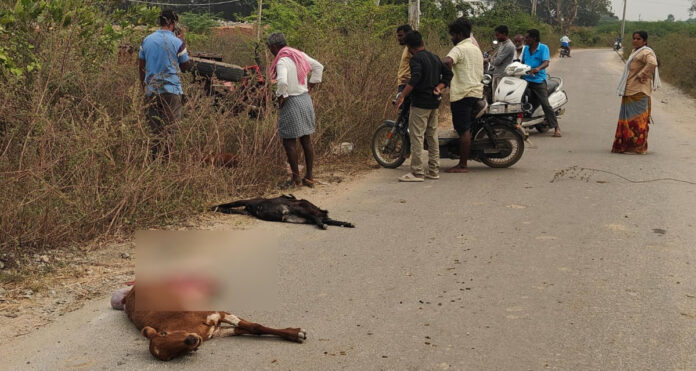 ట్రాక్టర్ ఢీకొని ఐదు గొర్రెలు మృతి