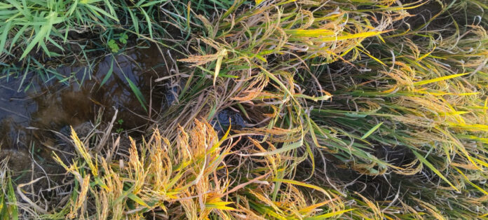 Flowing water... Farmers are worried