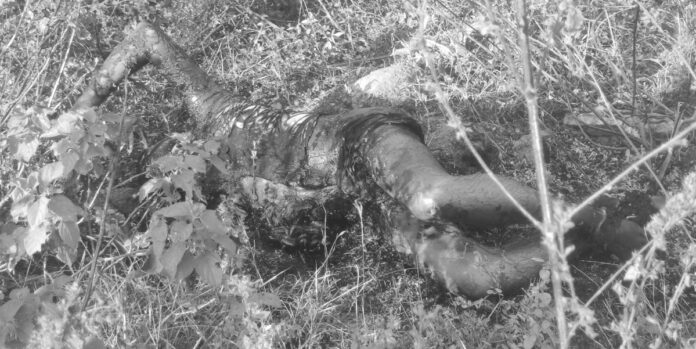 Man brutally murdered... then body set on fire