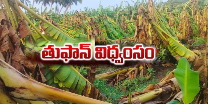 తుఫాన్ ఎఫెక్ట్.. అరటి రైతు ఆగం