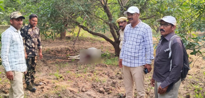 Tiger kills cow in Indampally forests
