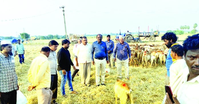 విషాహారం తిని 150కిపైగా గొర్రెలు మృత్యువాత