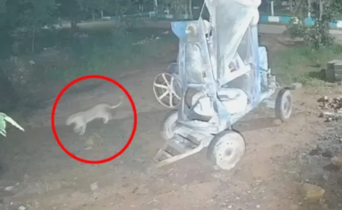 ఎస్వీ యూనివర్సిటీలో చిరుత కలకలం..విద్యార్థులకు తీవ్ర హెచ్చరికలు